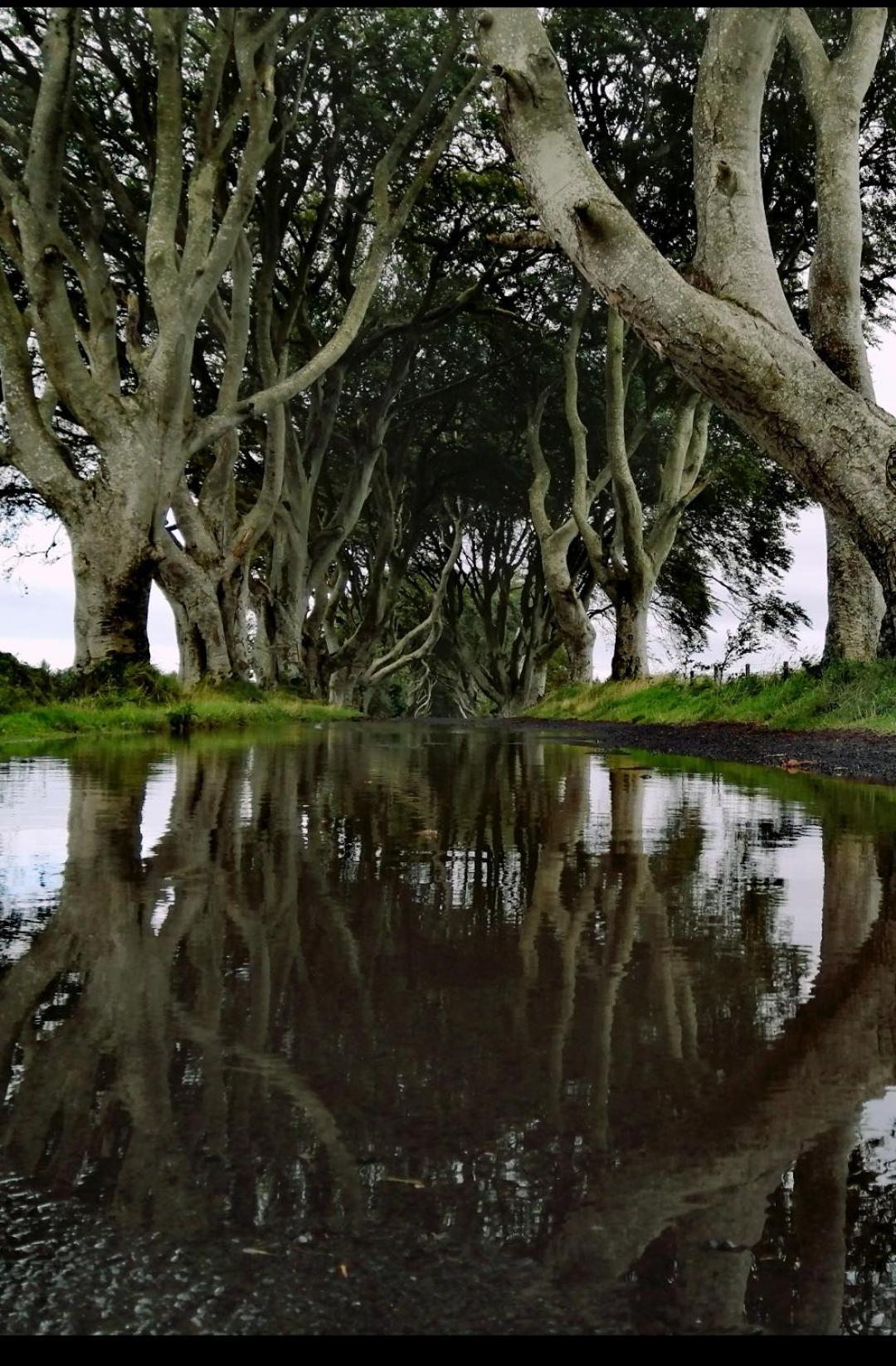 Doughery Den The Dark Hedges Hideaway Armoy Kültér fotó